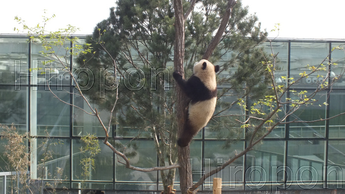 西安世界園芸博覧会のパンダ