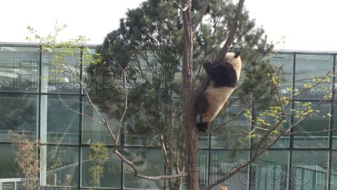 西安世界園芸博覧会で木登りパンダ