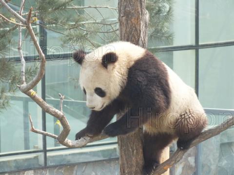 西安世界園芸博覧会で寝るパンダ