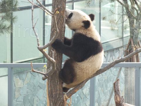 西安世界園芸博覧会のターキン